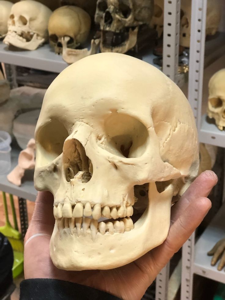 a human skull being held in front of shelves