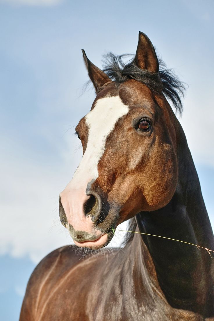 a brown and white horse standing on top of a field next to a blue sky