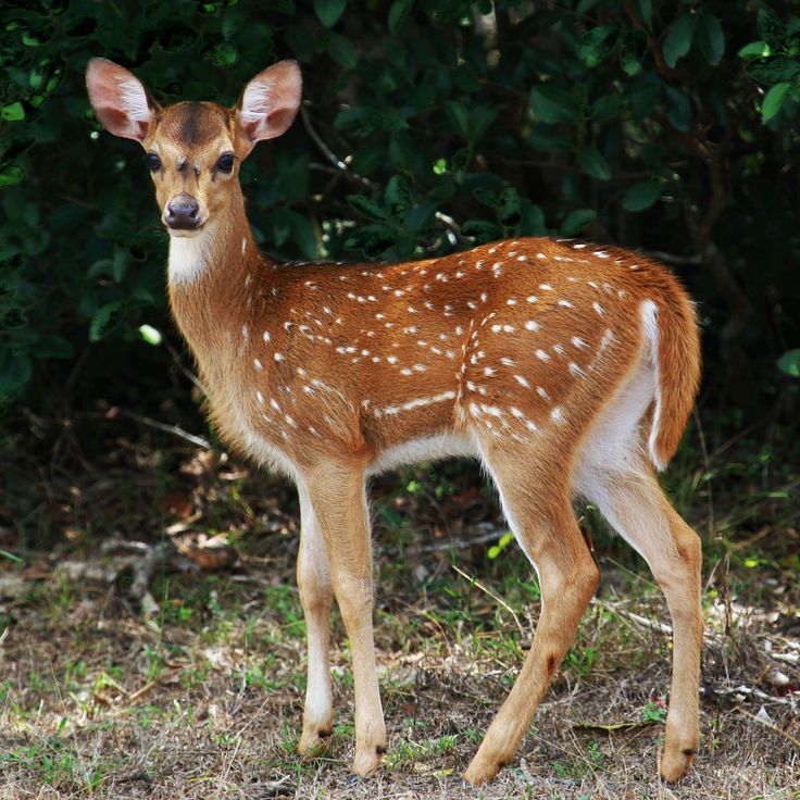 a young deer is standing in the grass