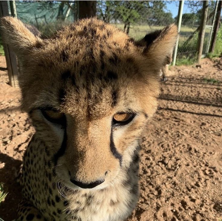 a cheetah is looking at the camera while standing in dirt area next to fence