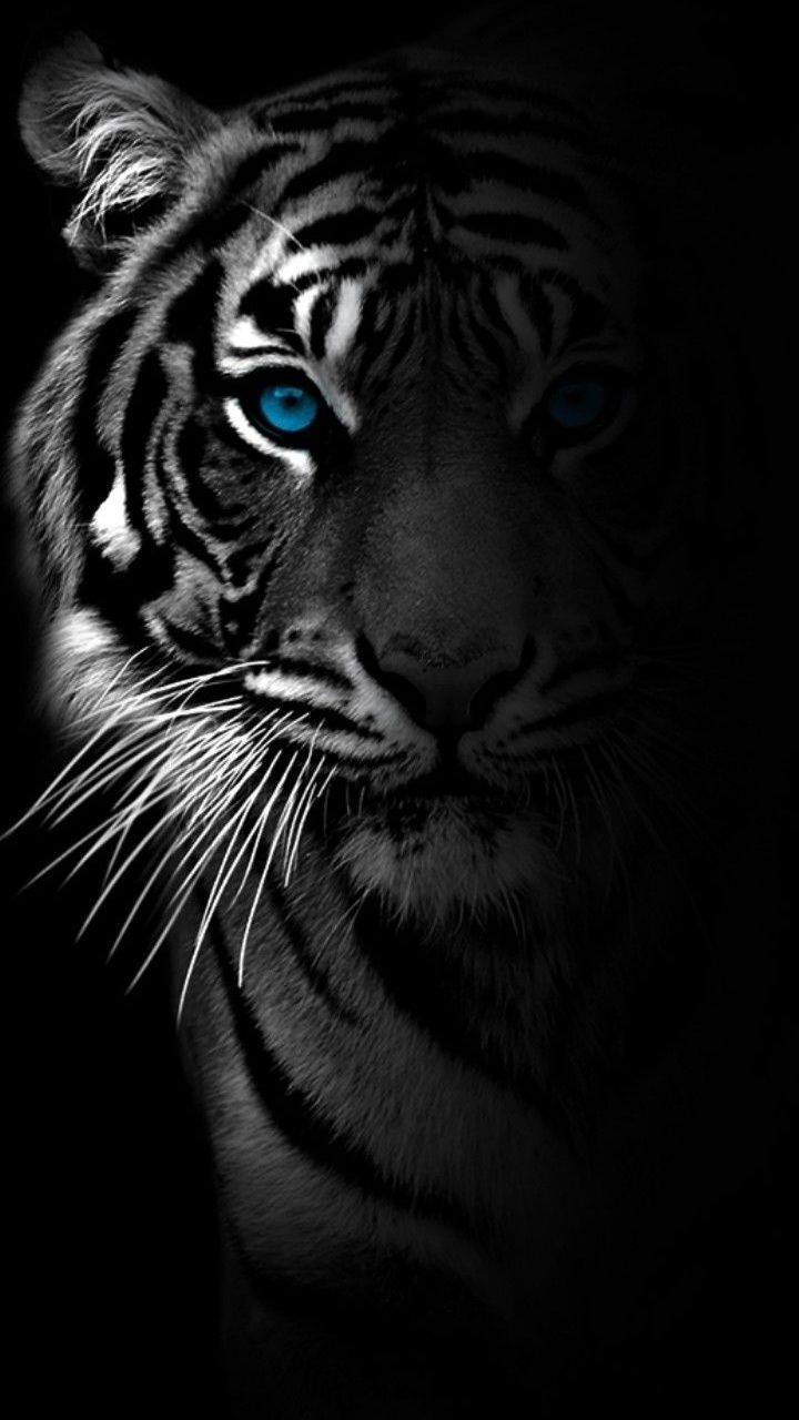 a white tiger with blue eyes in the dark