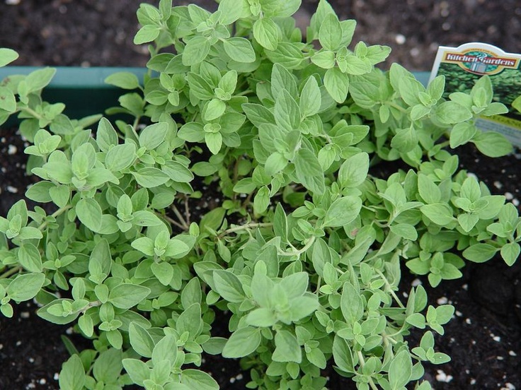 a close up of a plant in a pot with dirt on the ground behind it