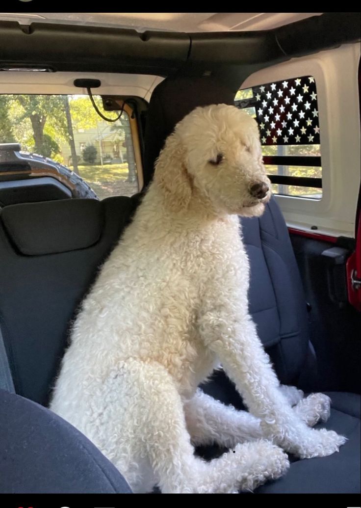 a white dog sitting in the back seat of a car