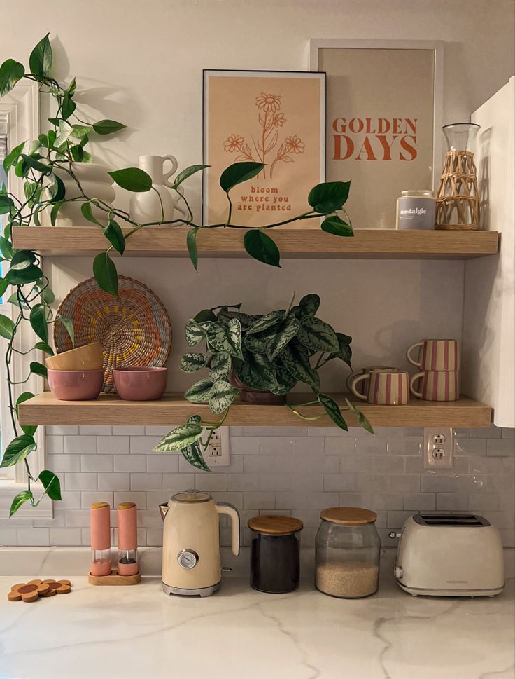 some plants are sitting on the shelves in this kitchen