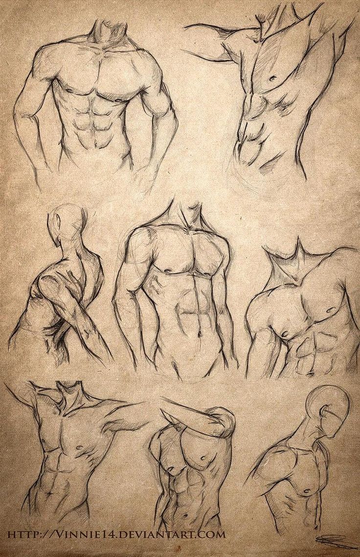 an image of a man's torso sketches