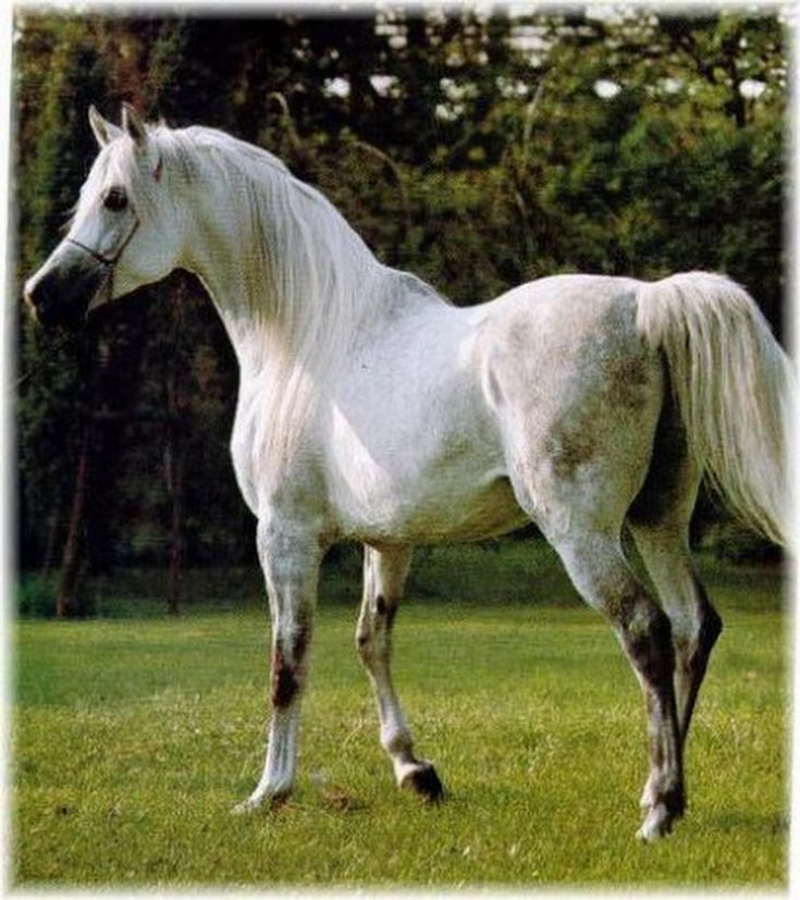 a white horse standing on top of a lush green field next to trees and grass