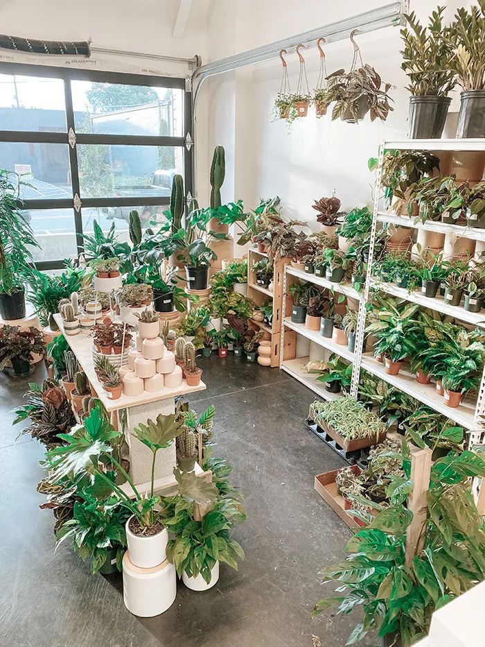 a room filled with lots of potted plants