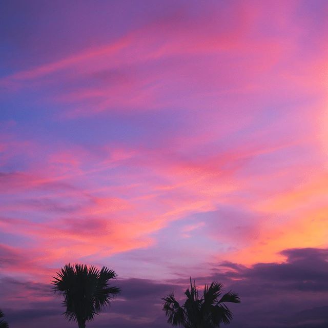 pink and blue sky with palm trees in the foreground