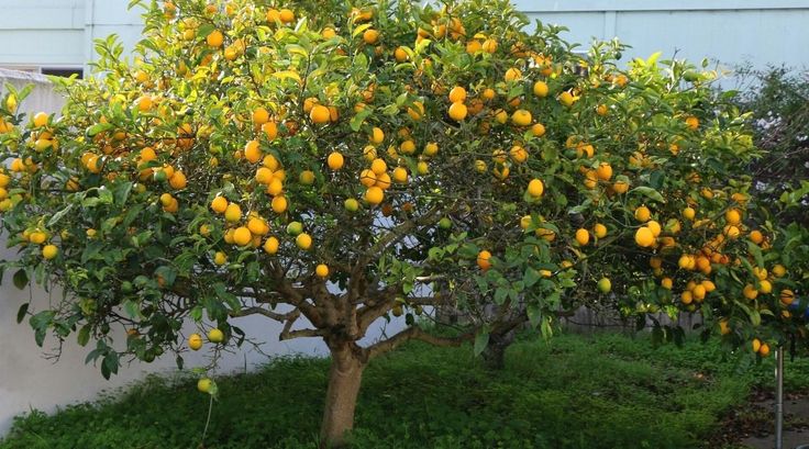 an orange tree with lots of fruit growing on it's branches in the yard