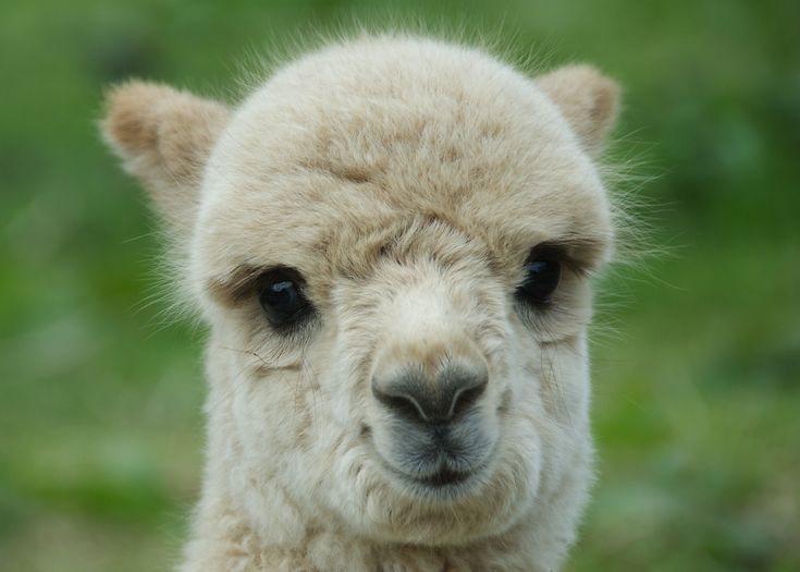 an alpaca looking at the camera with caption that reads, my saturday was song great until i revealed it was sunday