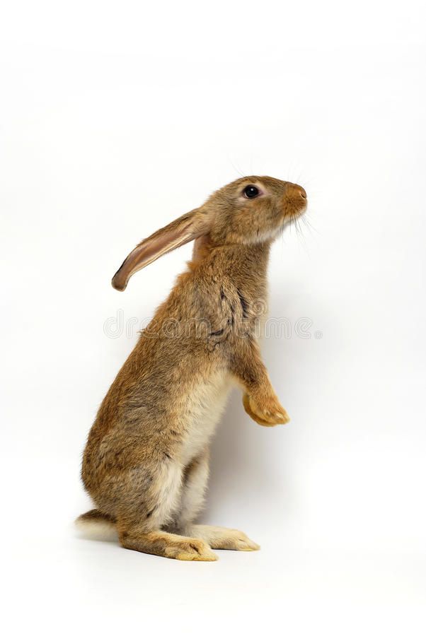 a brown rabbit is sitting on its hind legs and looking up at the sky royalty images