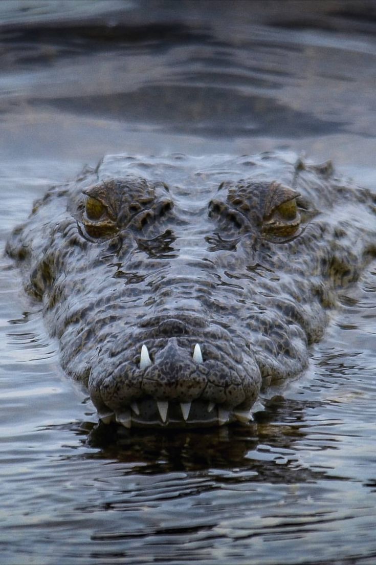 Crocodiles Nails Crocodile, Crocodile Facts, Crocodile Nails, Crocodile Art, Crocodile Tattoo, Sigiriya Rock, Shoes Crocs, Big Scary, Australia Animals