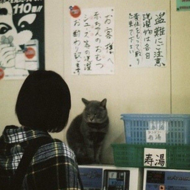 a gray cat sitting on top of a desk next to a person