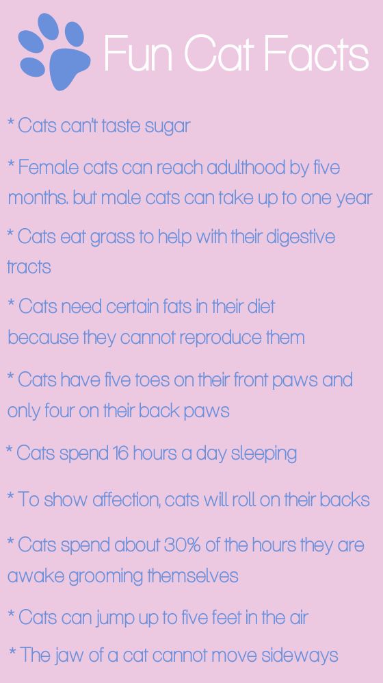 a pink poster with the words fun cat fact on it