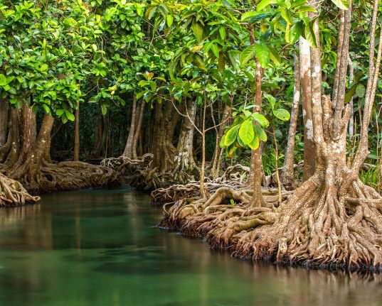 the river is surrounded by many trees and roots that are growing out of the water