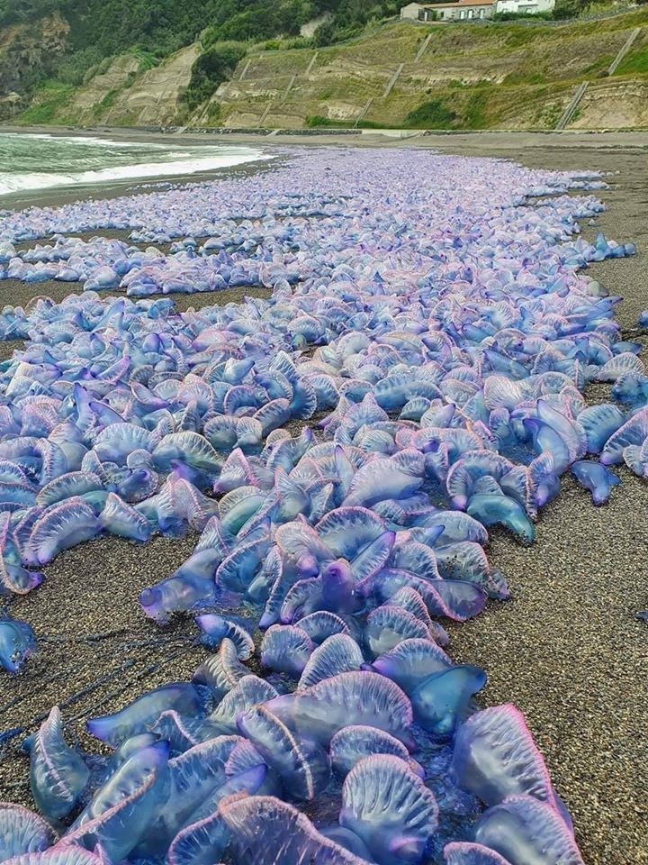 hundreds of blue jellyfish are on the beach