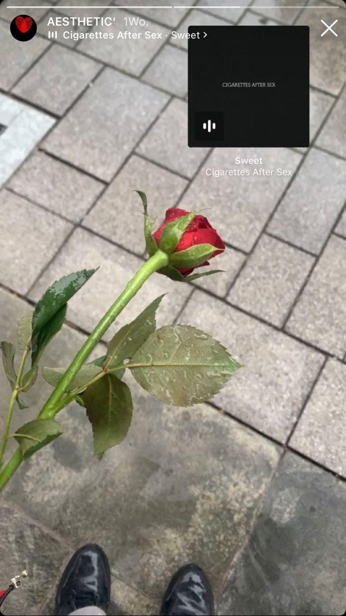 a single red rose sitting on top of a person's feet in front of a brick walkway