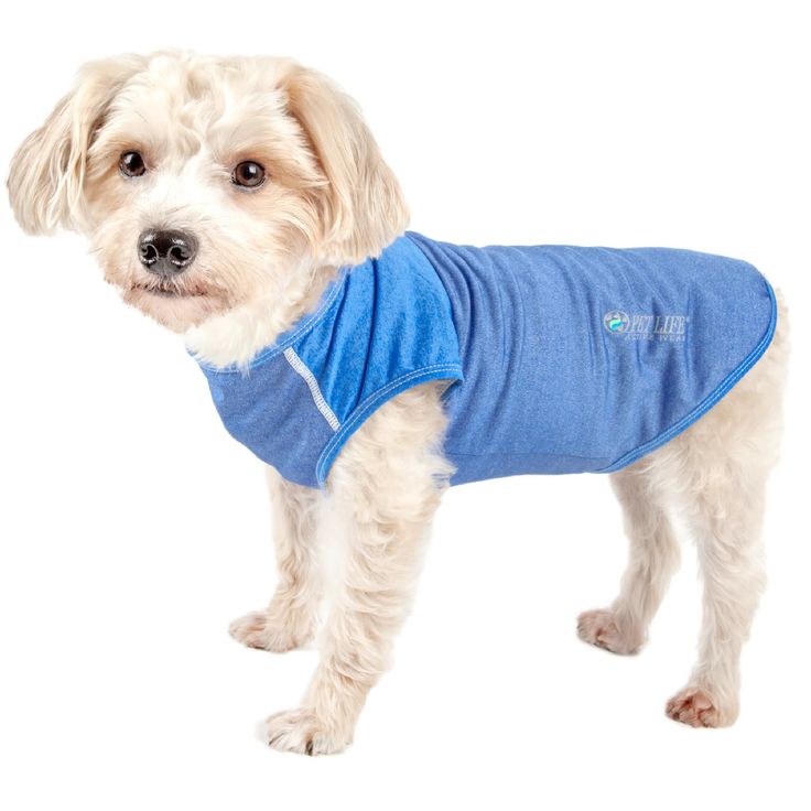 a small dog wearing a blue shirt