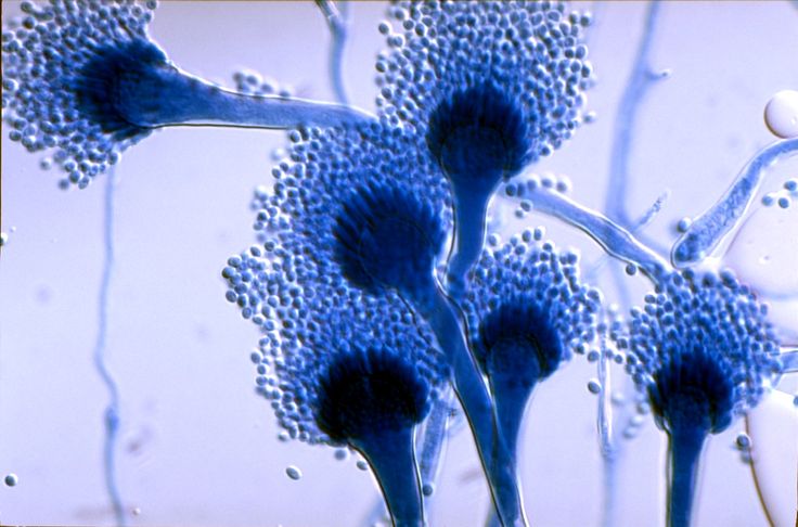 some blue flowers with water droplets on them