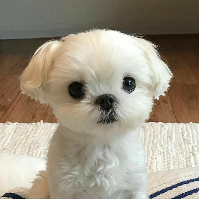 a small white dog sitting on top of a rug