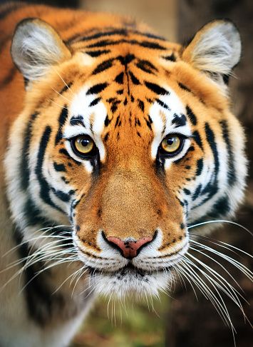 a close up of a tiger looking at the camera