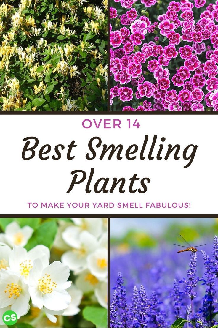 the best smelling plants to make your yard smell fabulous