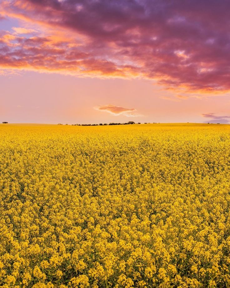 a large field full of yellow flowers under a cloudy blue and pink sky at sunset