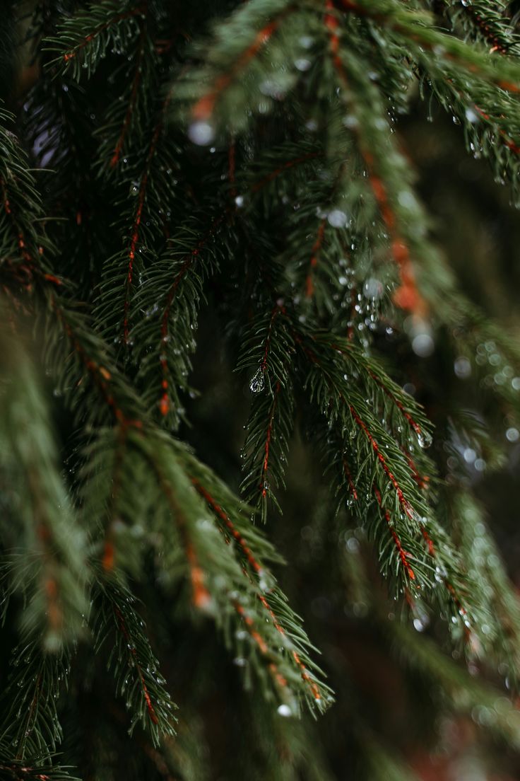 the branches of a pine tree with drops of water on them and red berries hanging from it's needles