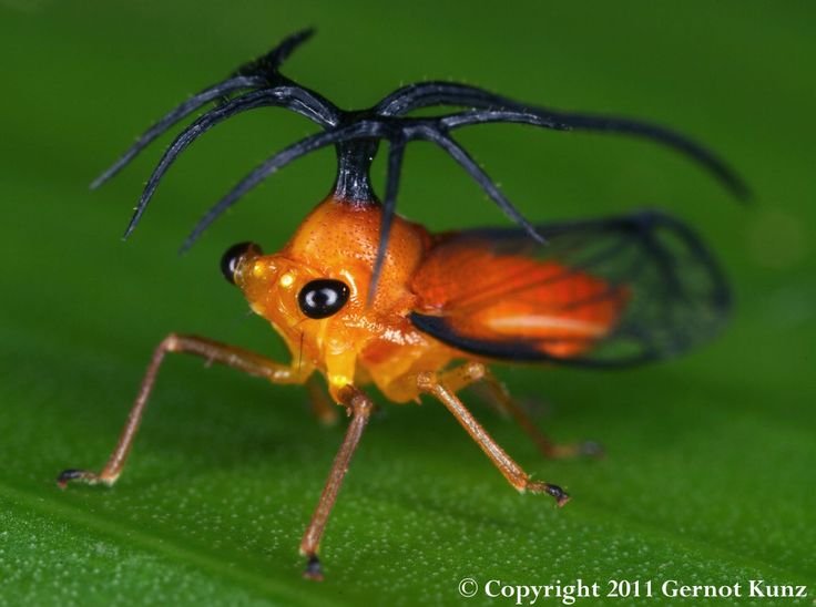 a close up of a bug on a leaf