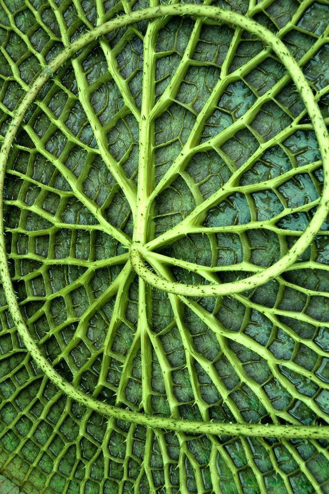 the top view of a green plant with lots of leaves on it's surface