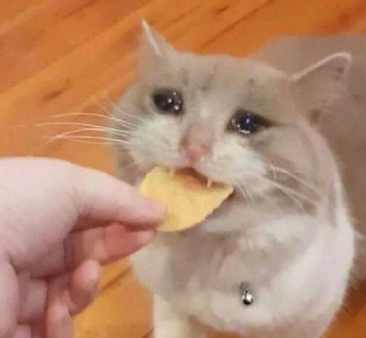 a gray and white cat eating food from a persons hand