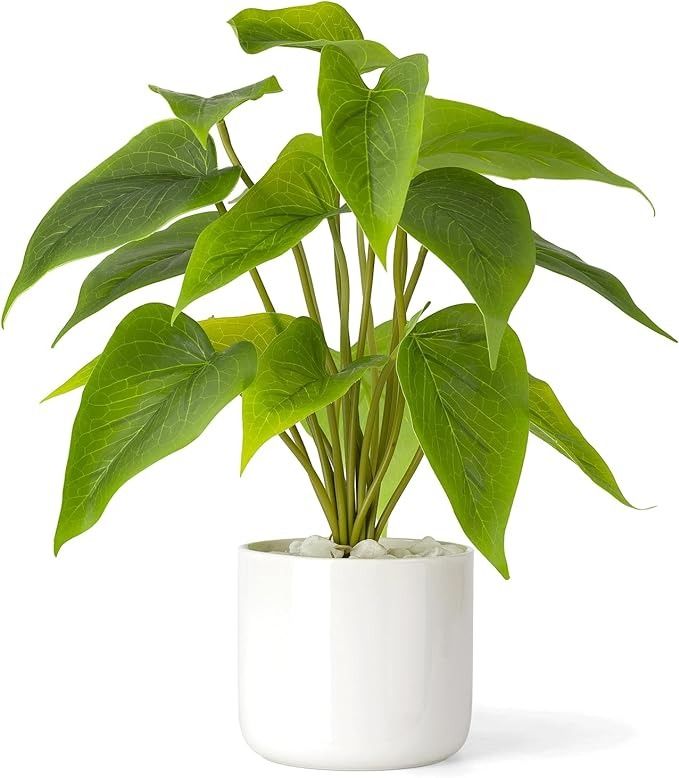 a potted plant with green leaves in it