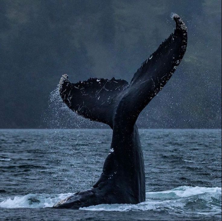 a humpback whale dives out of the water