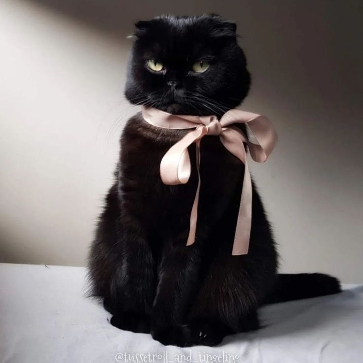 a black cat with a pink bow sitting on a white sheet and looking at the camera