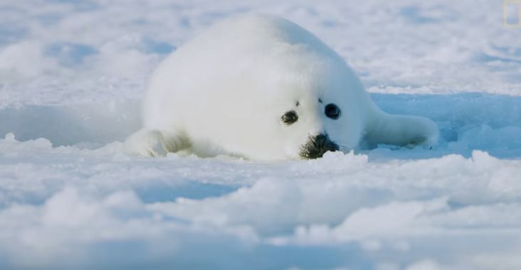 a baby seal laying in the snow with its head on it's paw and eyes open