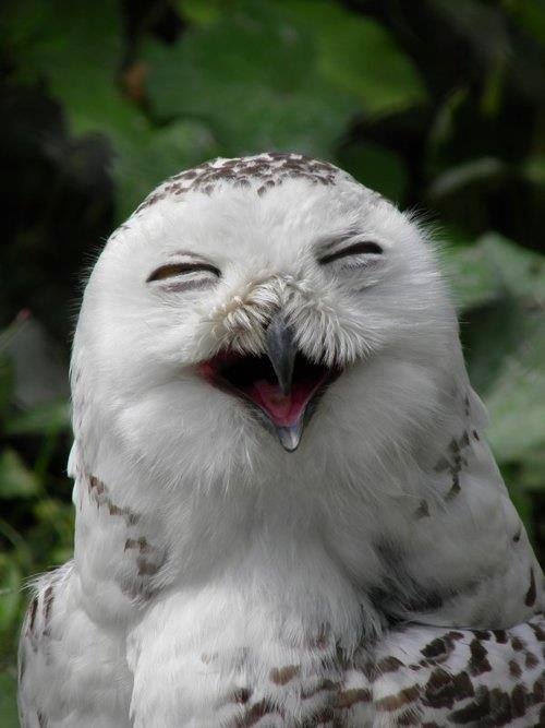 an owl with its mouth open and it's eyes wide open, while the caption reads that feeling you have when you first take your bra off at the end of the day