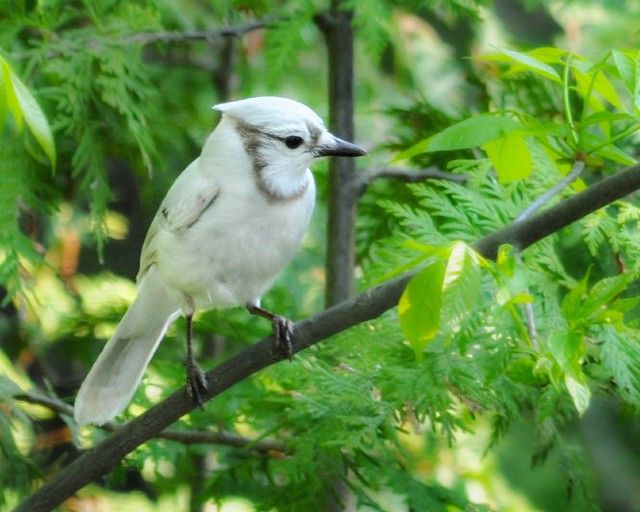 a white bird sitting on top of a tree branch