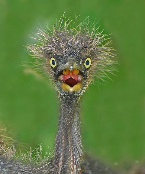 an ostrich with its mouth open in front of the camera and words above it