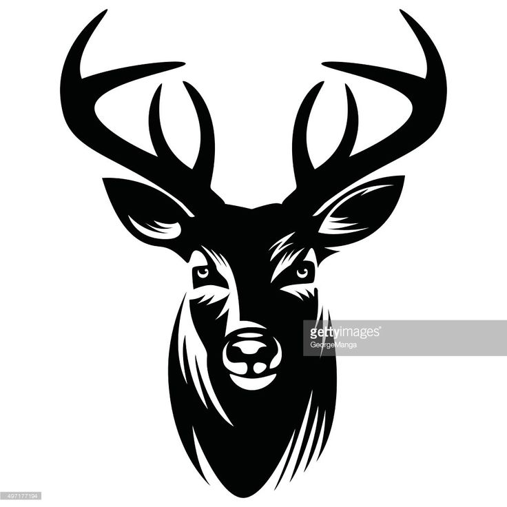 the head of a deer with horns