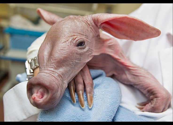 a hairless pig is being held by someone