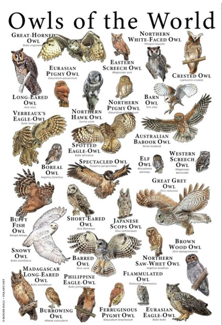 owls of the world poster with all their names and pictures on it's back