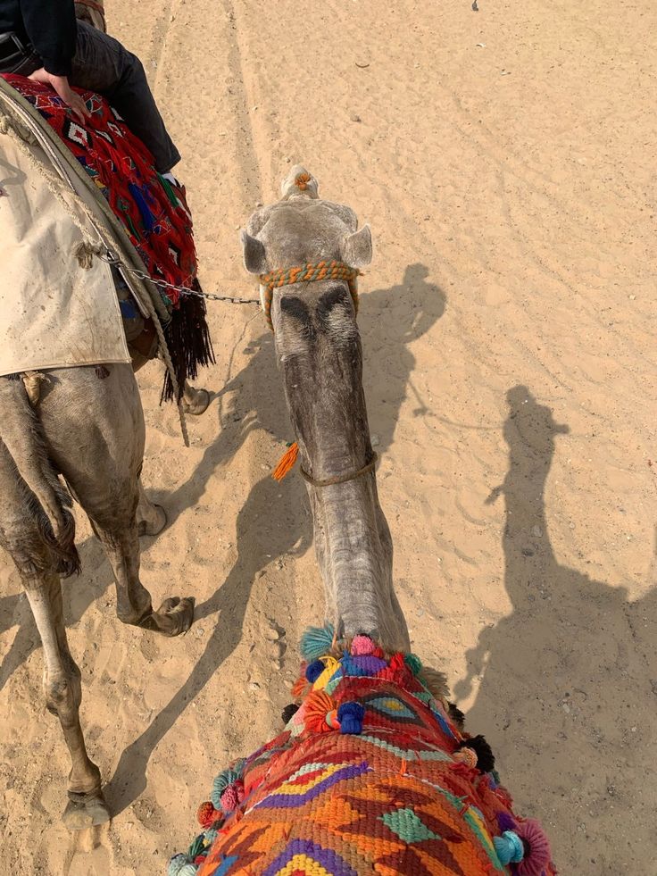 Photo from the top of a Camels Hump, during a Camel Ride in the Sahara Desert. Riding Camels In Egypt, Cairo Egypt Aesthetic, Egypt Moodboard, Ancient Egypt Aesthetic, October Travel, Camel Riding, Cairo City, Egypt Resorts, Giza Plateau