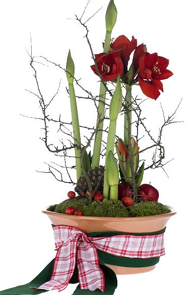 a potted plant with red flowers and greenery wrapped around the stems, on a white background