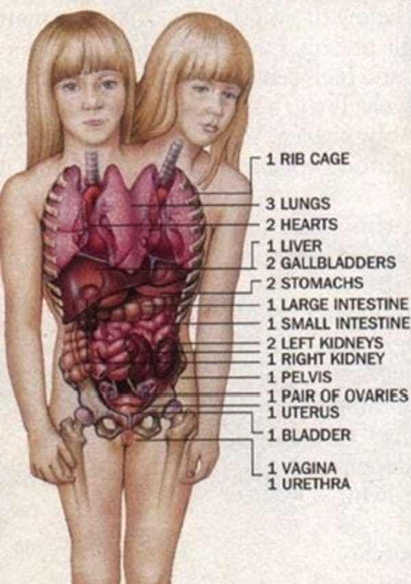 a diagram of the human body with organs labeled in each section, including the heart and lungs