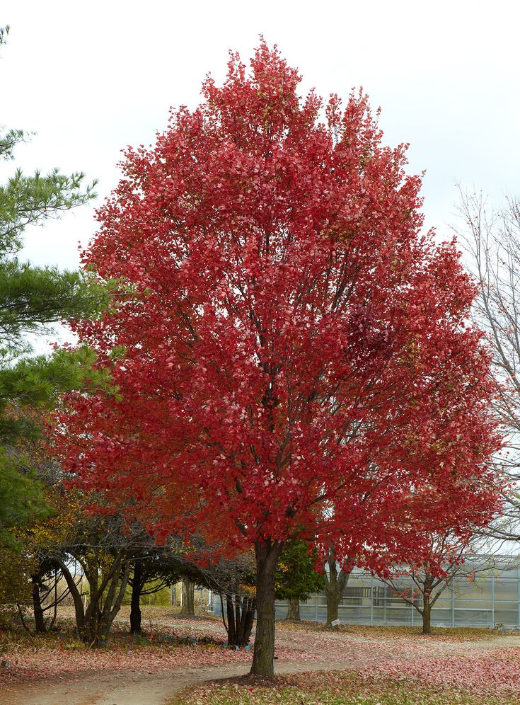 a red tree in the middle of a park with leaves on it's ground