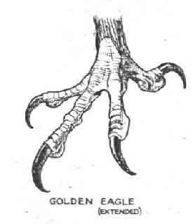 an octopus is shown with the words golden eagle extended on it's back end