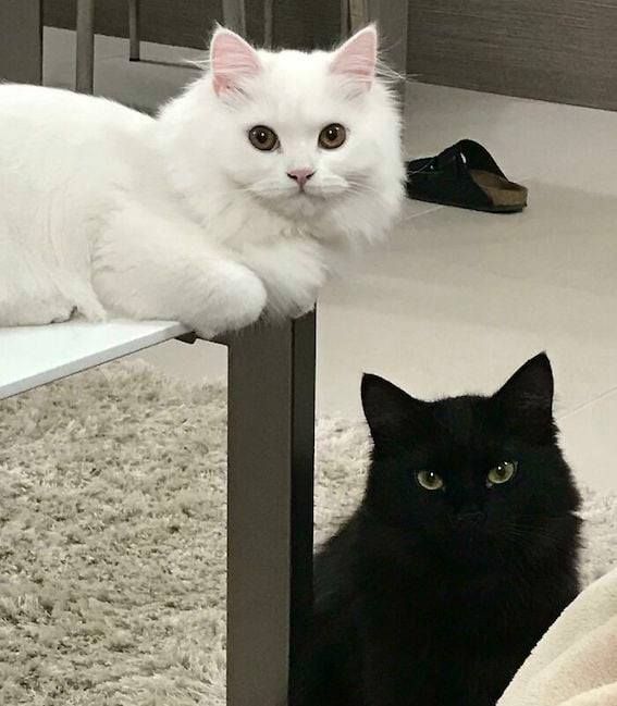 a white cat and black cat sitting on top of a wooden table next to each other