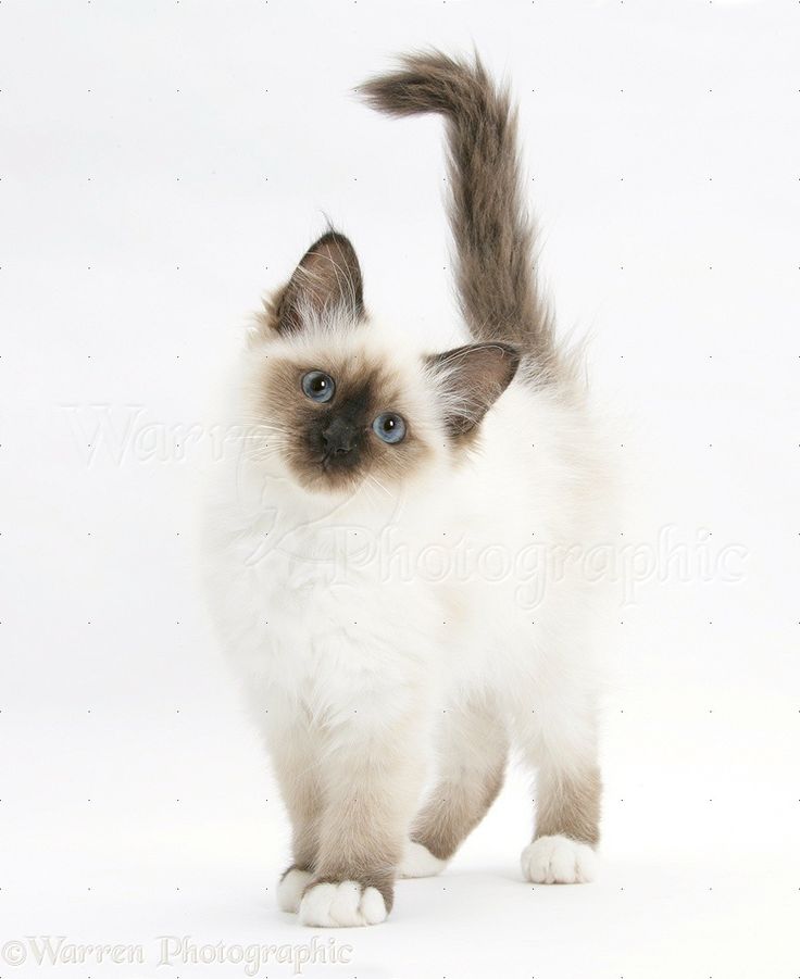 a white and brown cat with blue eyes on a white background