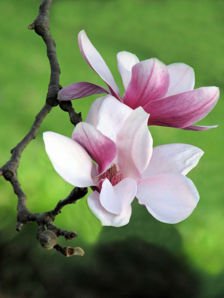 a pink and white flower sitting on top of a tree branch next to green grass