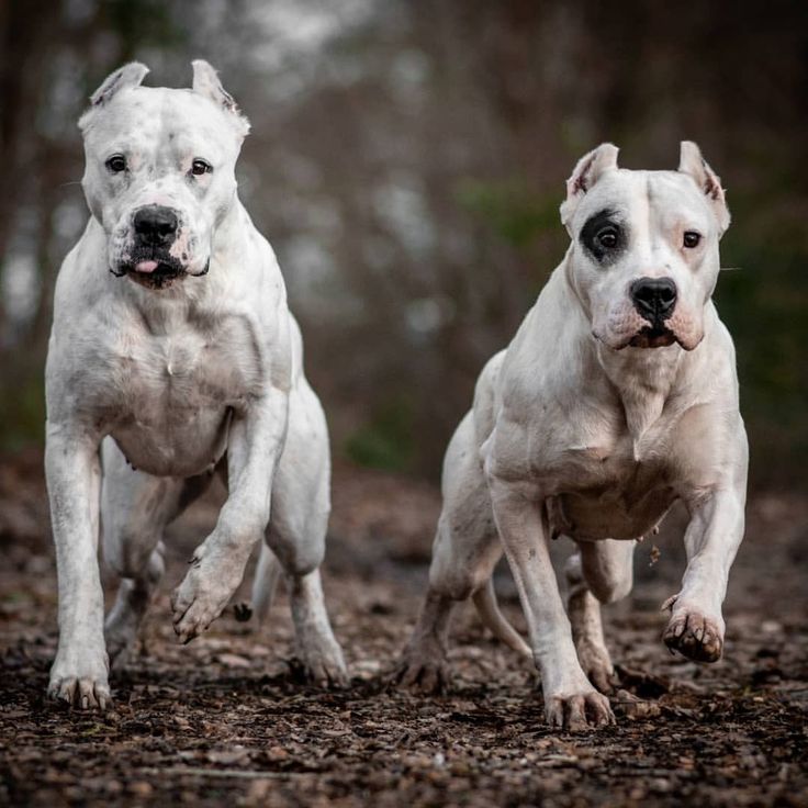 two white dogs are running in the woods with their noses open and one is looking at the camera